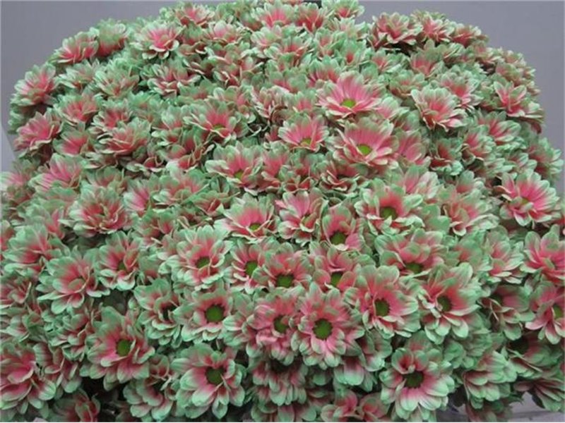 Marjetka T Bacardi Bubblicious c997