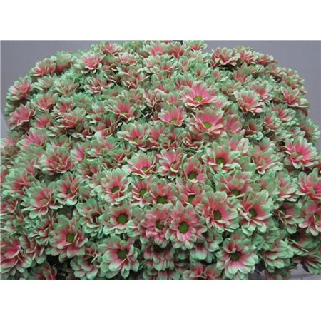 Marjetka T Bacardi Bubblicious c997