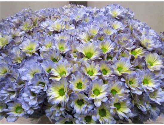 Marjetka T Bacardi Butterfly c998