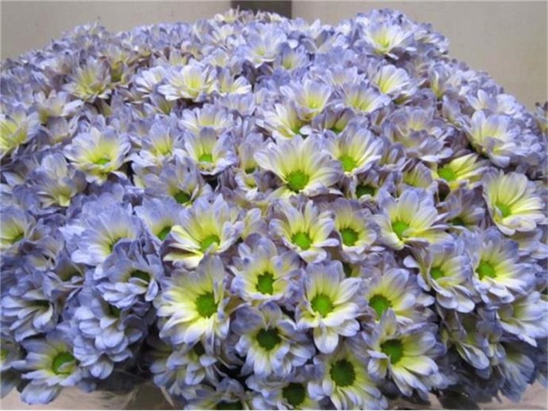 Marjetka T Bacardi Butterfly c998