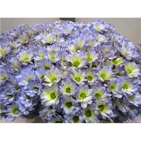 Marjetka T Bacardi Butterfly c998