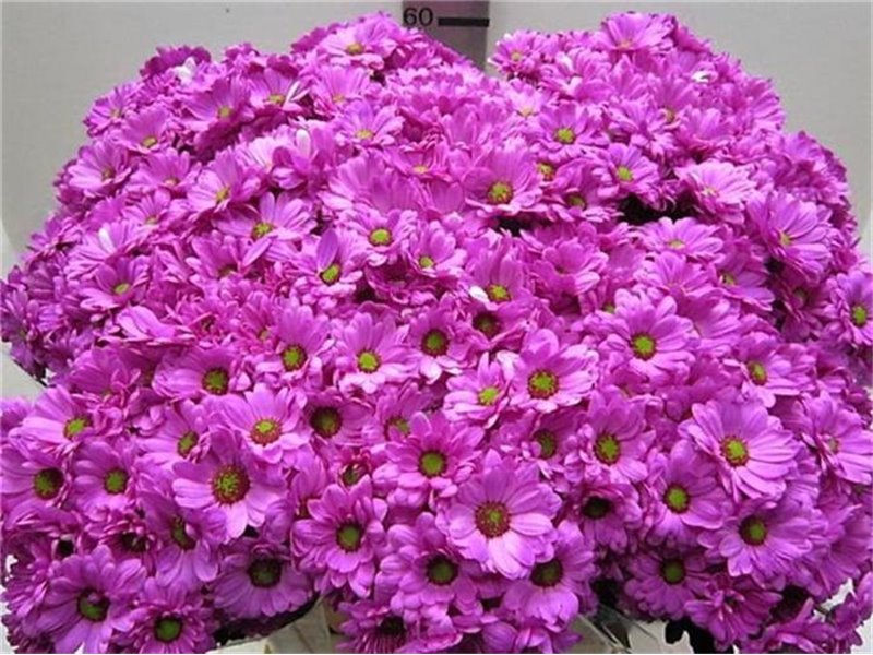 Marjetka T Bacardi Cerise c1000