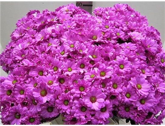 Marjetka T Bacardi Cerise c1001