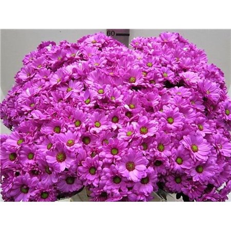 Marjetka T Bacardi Cerise c1001