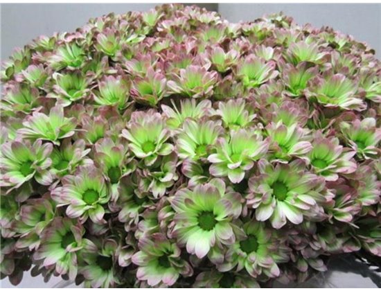 Marjetka T Bacardi Cerise c1002