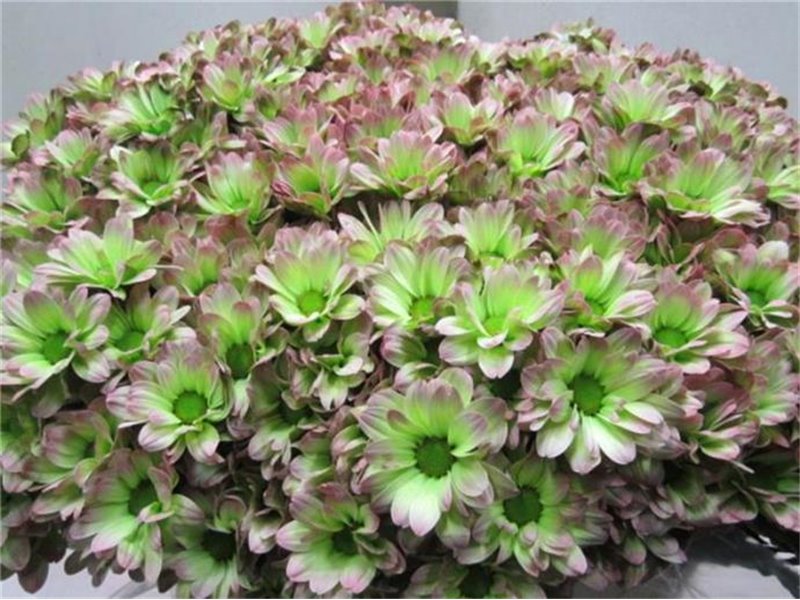 Marjetka T Bacardi hydrangea c1003