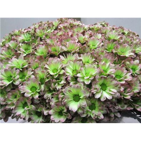 Marjetka T Bacardi hydrangea c1003