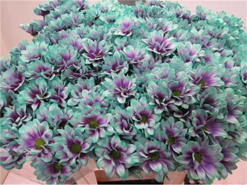 Marjetka T Bacardi hydrangea c1004