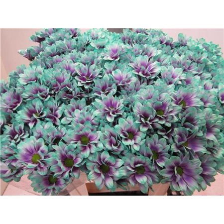 Marjetka T Bacardi hydrangea c1004