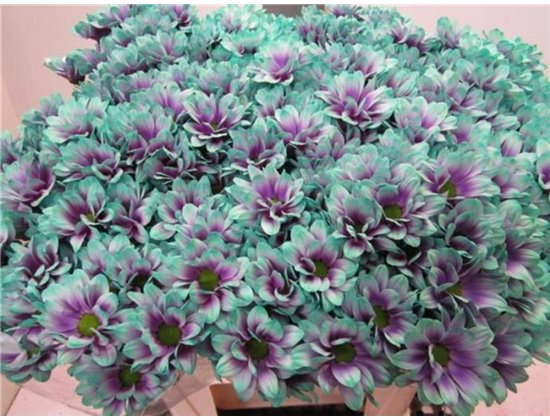 Marjetka T Bacardi Ibiza c1005