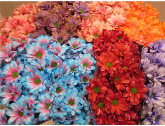 Marjetka T Bacardi Mixed 2 Colourful c1006