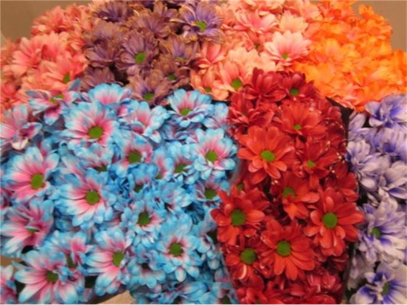 Marjetka T Bacardi Mixed 2 Colourful c1007