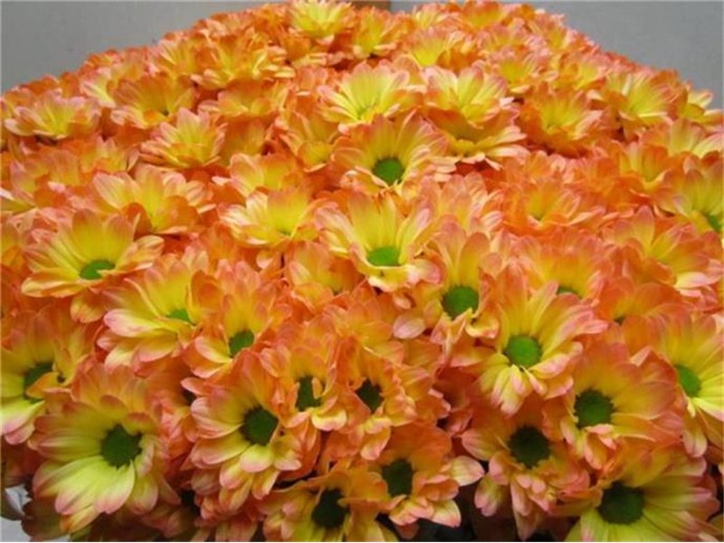 Marjetka T Bacardi Moonshine c1008