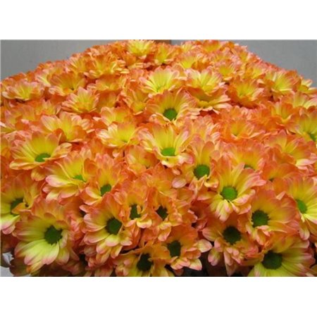 Marjetka T Bacardi Moonshine c1008