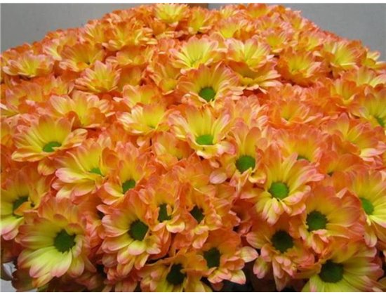 Marjetka T Bacardi Moonshine c1009