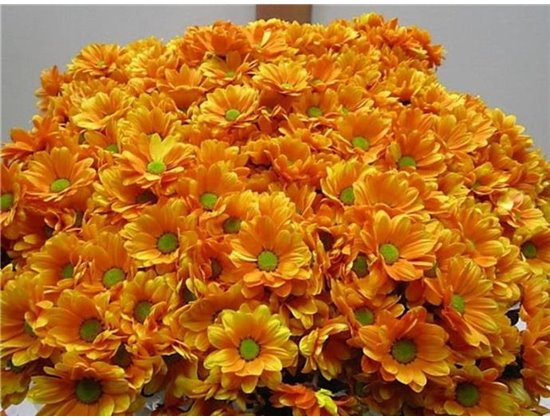 Marjetka T Bacardi Moonshine c1010