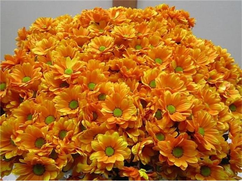 Marjetka T Bacardi Orange c1011