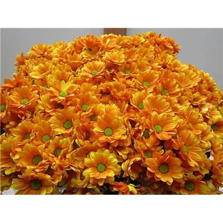 Marjetka T Bacardi Orange c1011