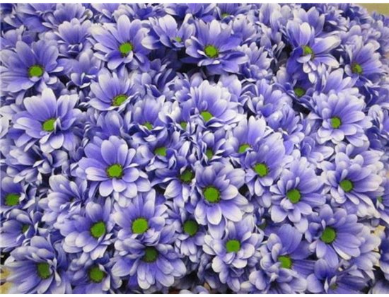 Marjetka T Bacardi Pastel Lilac c1012