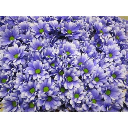 Marjetka T Bacardi Pastel Lilac c1013