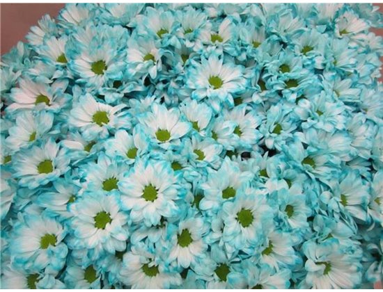 Marjetka T Bacardi Pastel Mint c1014