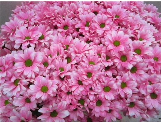 Marjetka T Bacardi Pastel Pink c1016