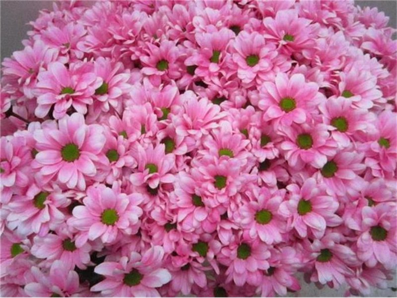 Marjetka T Bacardi Pastel Pink c1016