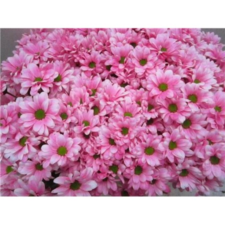 Marjetka T Bacardi Pastel Pink c1016