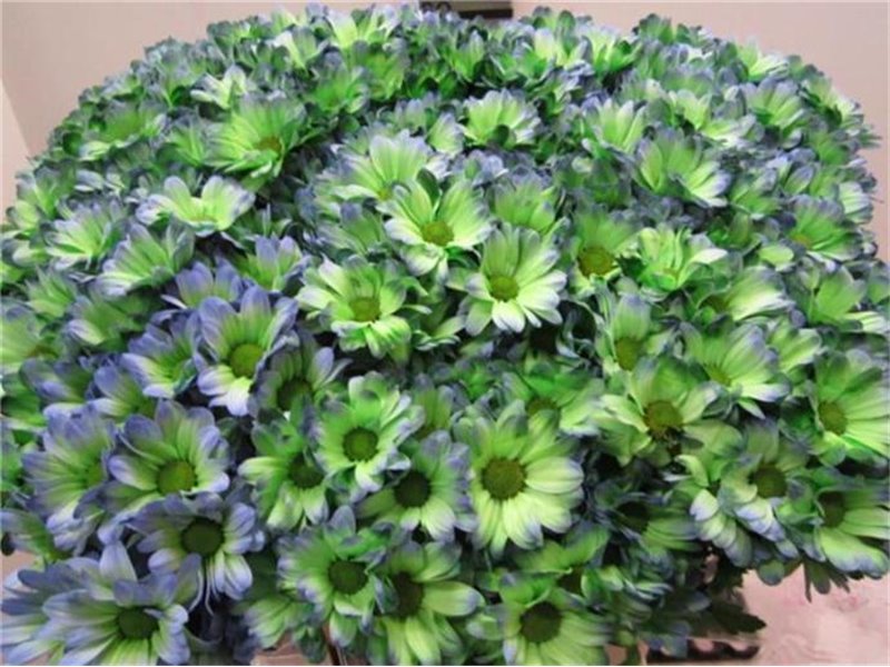 Marjetka T Bacardi Pastel Pink c1018