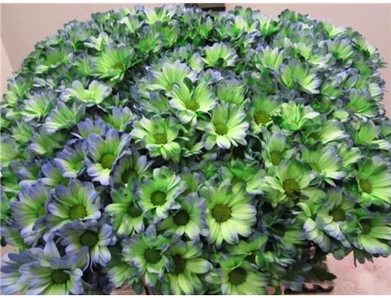 Marjetka T Bacardi Polar Light c1019