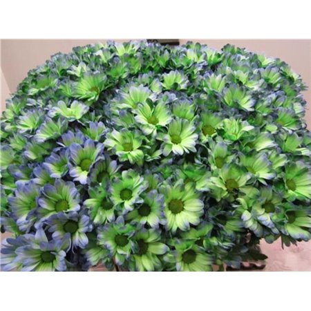 Marjetka T Bacardi Polar Light c1019