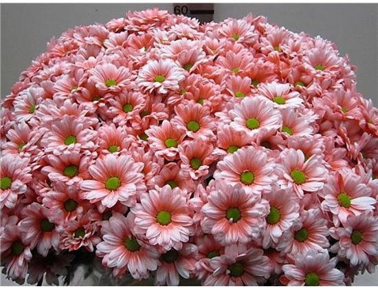 Marjetka T Bacardi Rose c1021