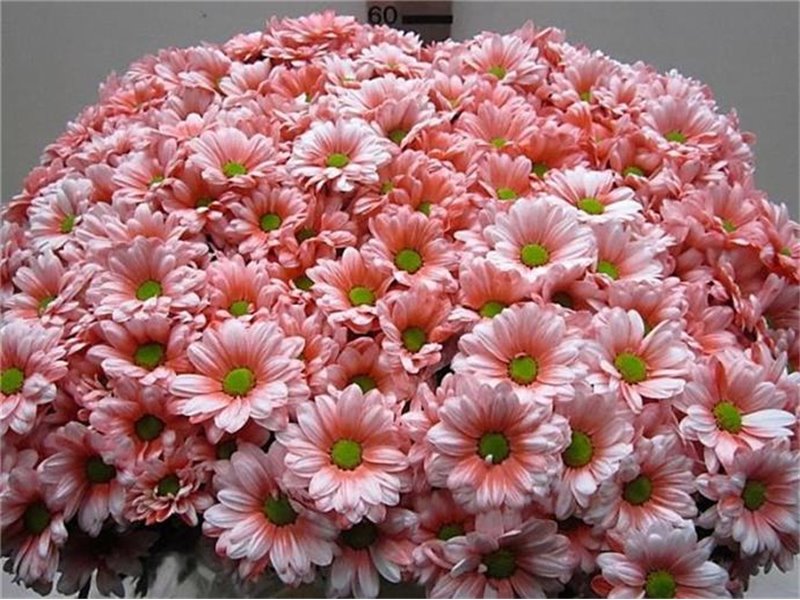 Marjetka T Bacardi Rose c1021