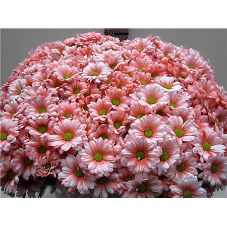 Marjetka T Bacardi Rose c1021