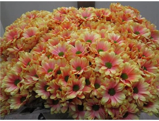 Marjetka T Bacardi Sunshine c1022