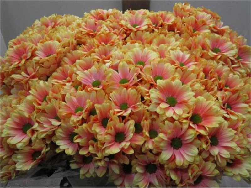 Marjetka T Bacardi Sunshine c1023