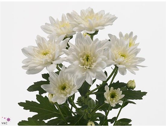 Marjetka T Baltica c1025