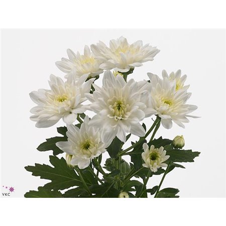 Marjetka T Baltica c1025