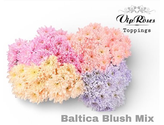 Marjetka T Baltica Blush Mixed c1026