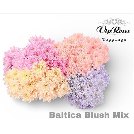 Marjetka T Baltica Blush Mixed c1026