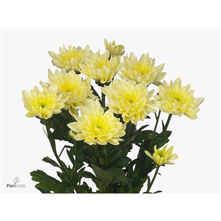 Marjetka T Baltica Blush Mixed c1027