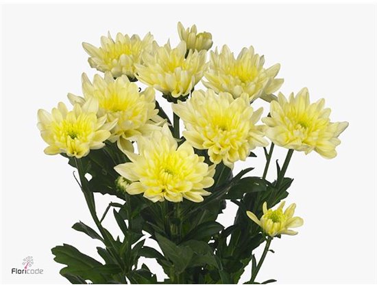 Marjetka T Baltica Cream c1028