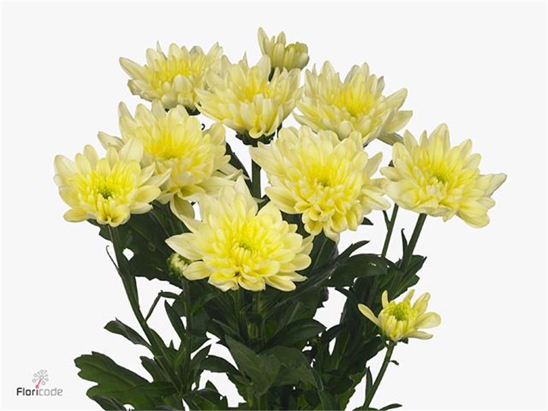 Marjetka T Baltica Cream c1028