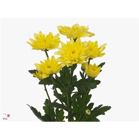 Marjetka T Baltica Yellow c1029