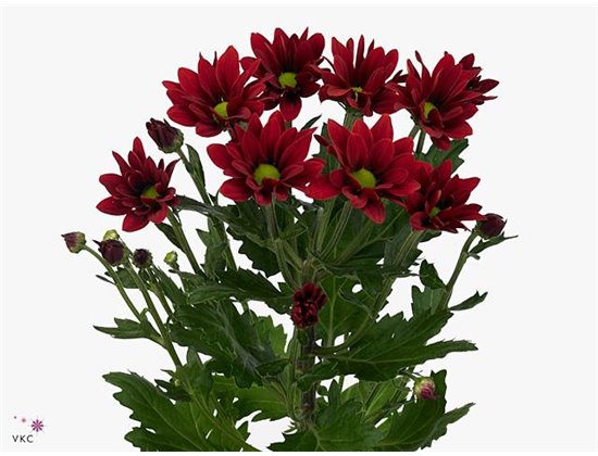 Marjetka T Bontempi c1032