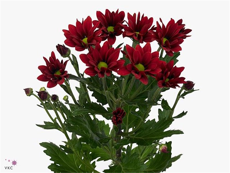 Marjetka T Bontempi c1032