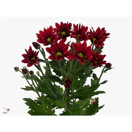 Marjetka T Bontempi c1032