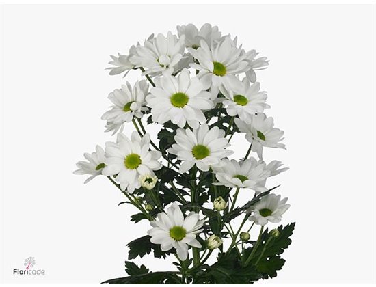 Marjetka T Chic c1033