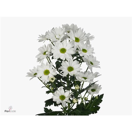 Marjetka T Chic c1033