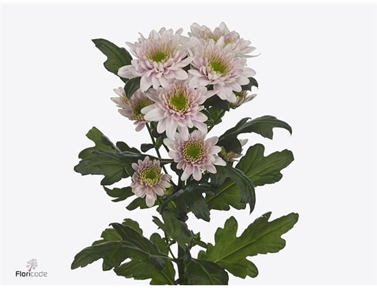 Marjetka T Chic c1034